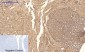 Tau (phospho Ser396) Polyclonal Antibody